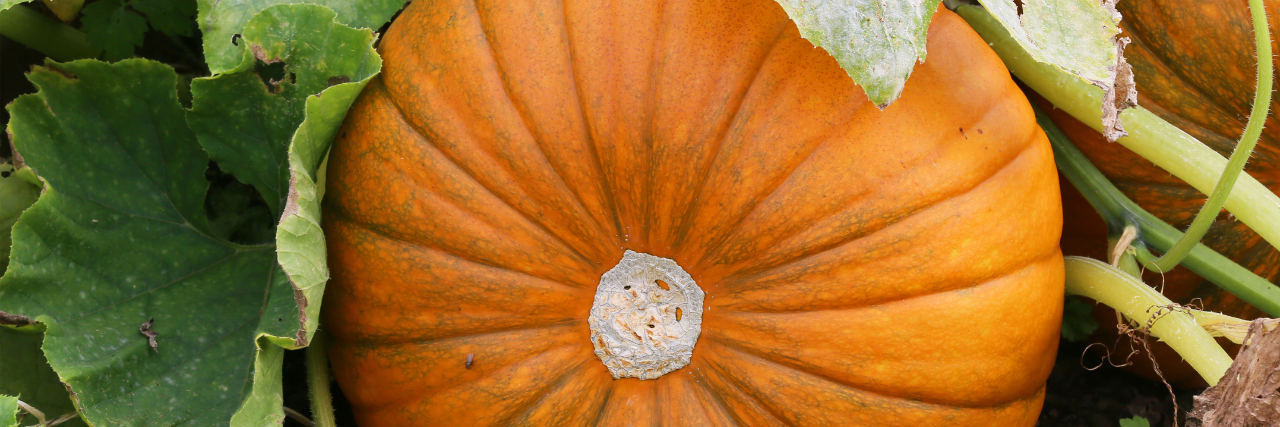 Der Herbst ist die beste Zeit für leckere und hübsche Kürbisse