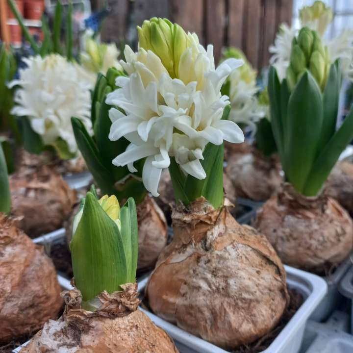 Bij tuincentrum Schmitz in Vlodrop, nabij Roermond, vindt u allerlei bloembollen! Bij tuincentrum Schmitz in Vlodrop, nabij Roermond, vindt u allerlei bloembollen!