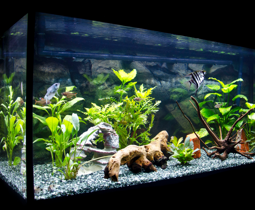 Aquarium of terrarium | Tuincentrum Schmitz