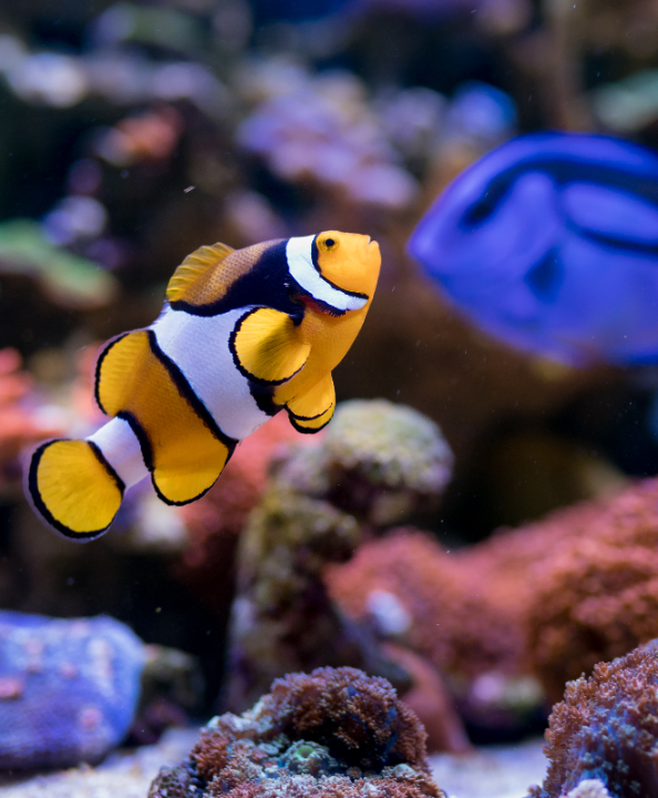 Alles voor uw aquarium koopt u natuurlijk bij tuincentrum Schmitz!