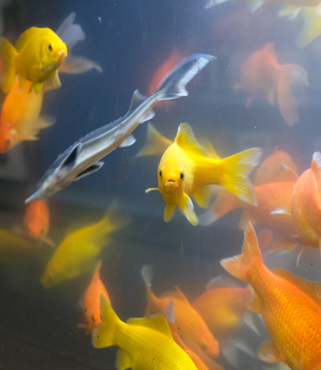 Alles voor uw aquarium | Tuincentrum Schmitz