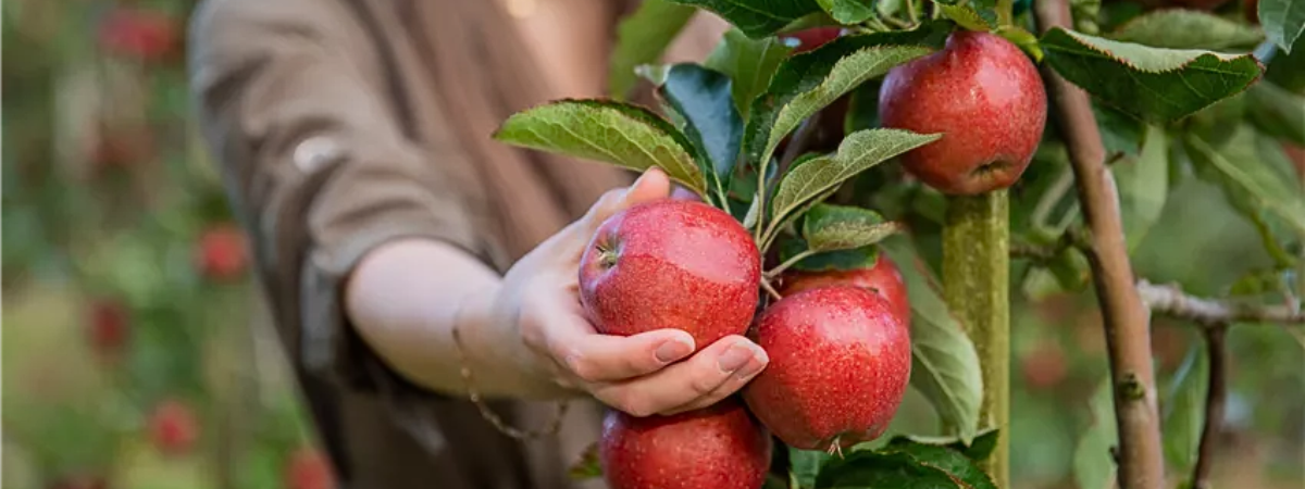 Gartenarbeit im Herbst – Das ist jetzt wichtig