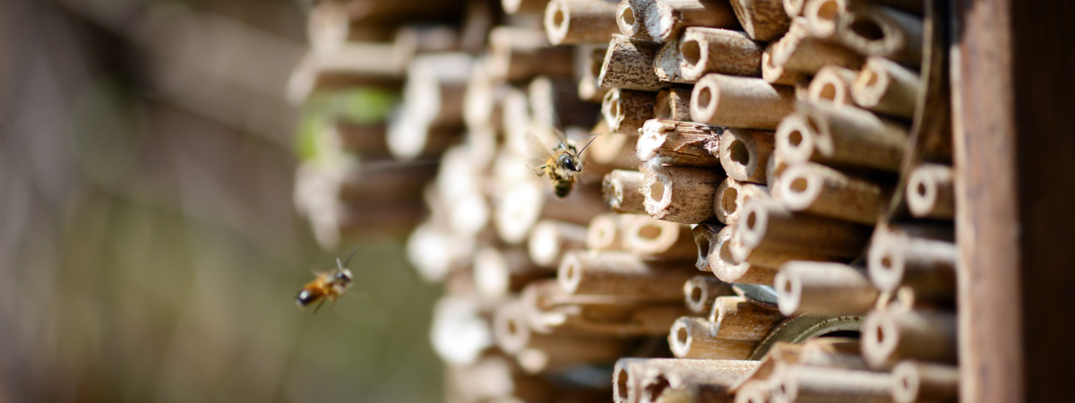 Das große Summen: So machst du deinen Garten bienenfreundlich