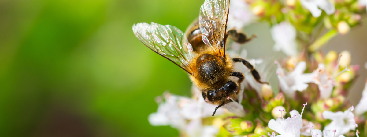 Das große Summen: So machst du deinen Garten bienenfreundlich