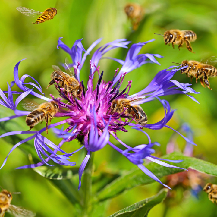 Centaurea montana kopen? Kom naar tuincentrum Schmitz! Centaurea montana kopen? Kom naar tuincentrum Schmitz!