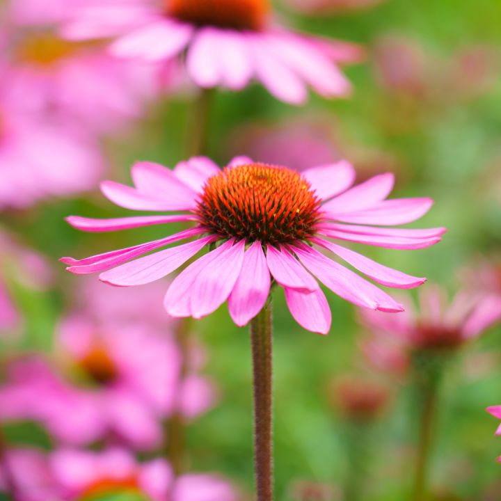 Echinacea purp. ‘Magnus’ kopen? Kom naar tuincentrum Schmitz! Echinacea purp. ‘Magnus’ kopen? Kom naar tuincentrum Schmitz!