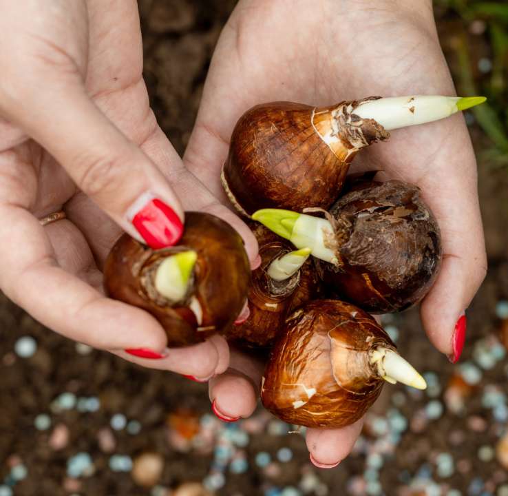 Bollen planten? Kom naar tuincentrum Schmitz in Vlodrop, nabij Roermond!