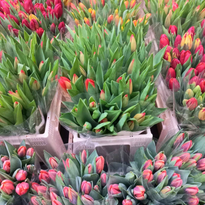 Bij tuincentrum Schmitz in Vlodrop, nabij Roermond, vindt u allerlei bloemen!