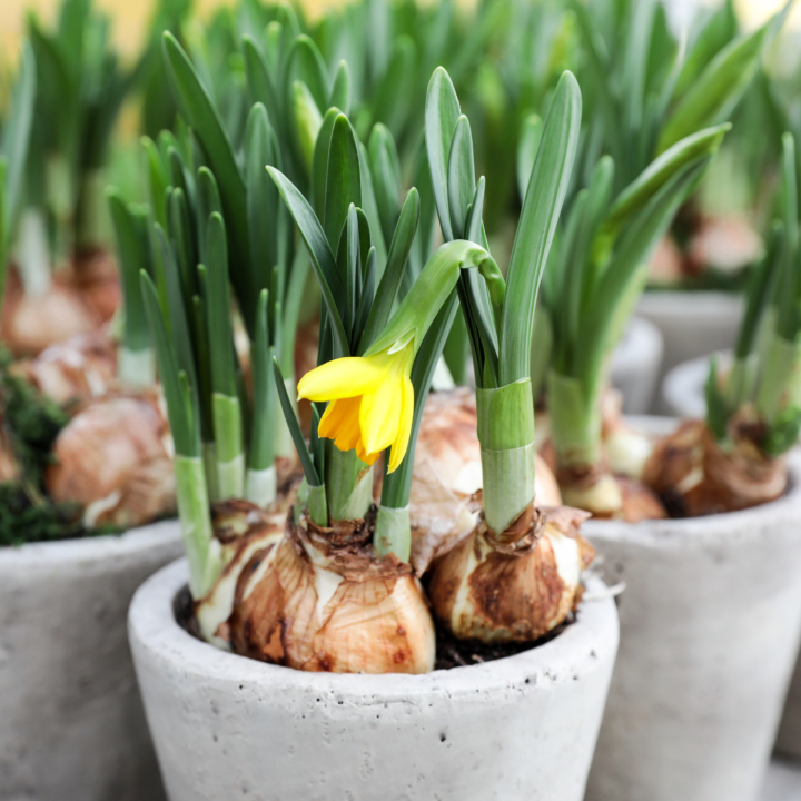 Shop alles voor de tuin, inclusief bloembollen, bij tuincentrum Schmitz in Vlodrop, nabij Roermond!