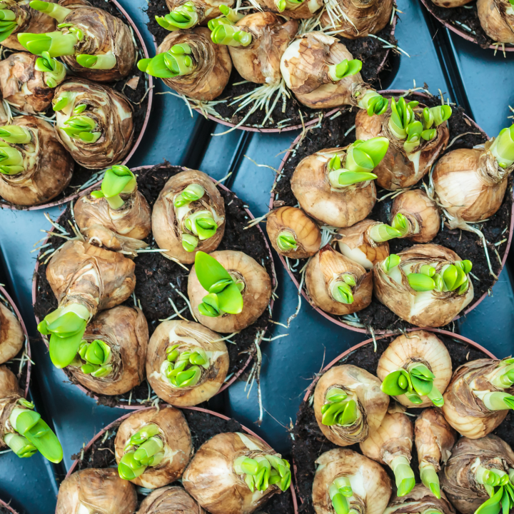 Bollen planten? Kom naar tuincentrum Schmitz in Vlodrop, nabij Roermond!