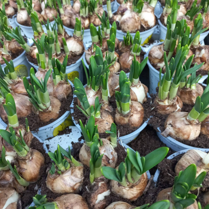 Bollen planten? Kom naar tuincentrum Schmitz in Vlodrop, nabij Roermond! Bollen planten? Kom naar tuincentrum Schmitz in Vlodrop, nabij Roermond!