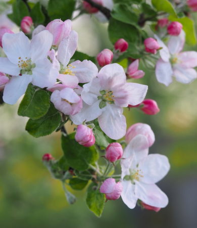 Rozen en Klimplanten | Tuincentrum Schmitz