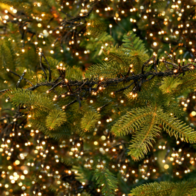 Tuincentrum Schmitz heeft een geweldig aanbod kerstboomverlichting!