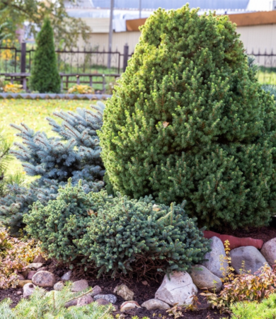 Coniferen | Tuincentrum Schmitz