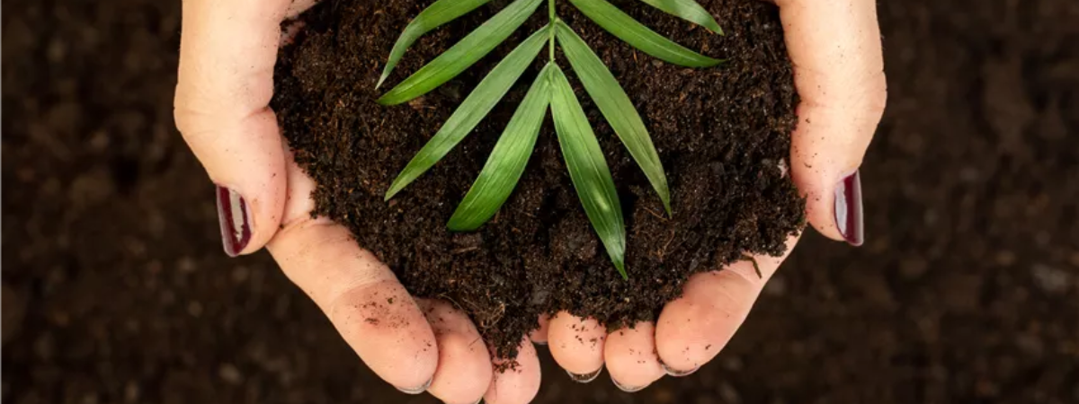 Die passende Erde für die Lieblingspflanzen in Haus und Garten