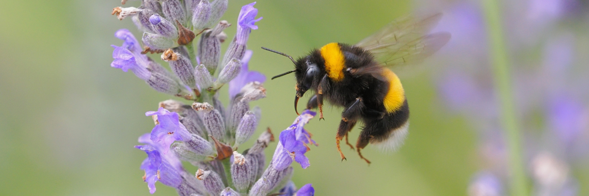 Mai ist der Monat der Bienen: helfen Sie mit im eigenen Garten