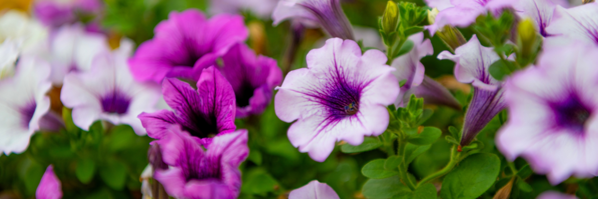 Sommerblüher: So wird dein Garten farbenfroh