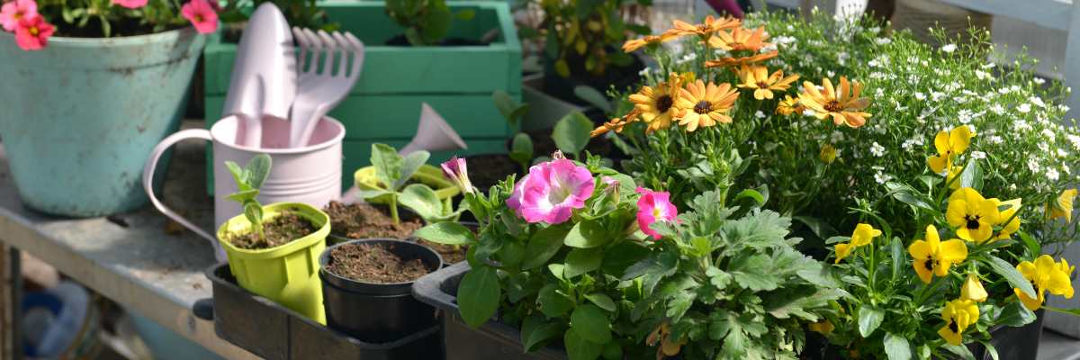 Sommerblüher: So wird dein Garten farbenfroh