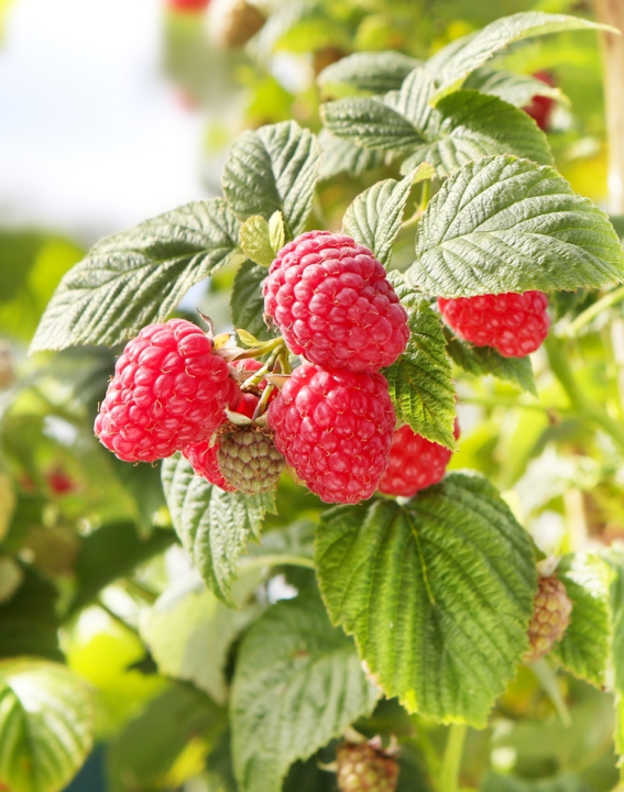 Shop alles voor de moestuin, inclusief fruit, bij tuincentrum Schmitz in Vlodrop, nabij Roermond!