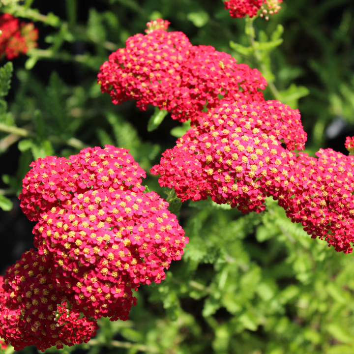 Geurende vaste planten kopen? Kom naar tuincentrum Schmitz in Vlodrop, nabij Roermond! Geurende vaste planten kopen? Kom naar tuincentrum Schmitz in Vlodrop, nabij Roermond!