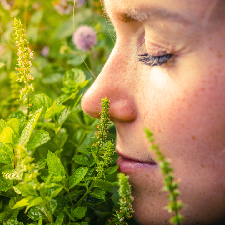 Geurende vaste planten kopen? Kom naar tuincentrum Schmitz in Vlodrop, nabij Roermond! Geurende vaste planten kopen? Kom naar tuincentrum Schmitz in Vlodrop, nabij Roermond!