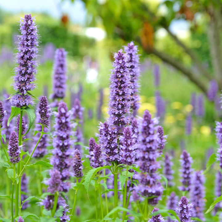 Geurende vaste planten kopen? Kom naar tuincentrum Schmitz in Vlodrop, nabij Roermond! Geurende vaste planten kopen? Kom naar tuincentrum Schmitz in Vlodrop, nabij Roermond!