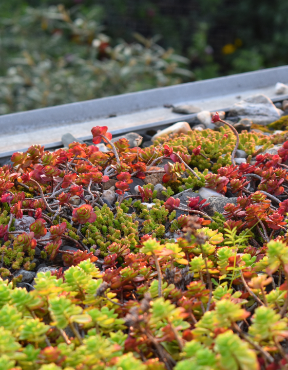 Shop alles voor de tuin, inclusief sedum voor het dak, bij tuincentrum Schmitz in Vlodrop, nabij Roermond!
