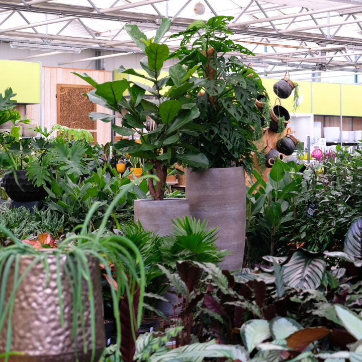 Grote kamerplanten kopen? U doet het bij tuincentrum Schmitz in Vlodrop, nabij Roermond!