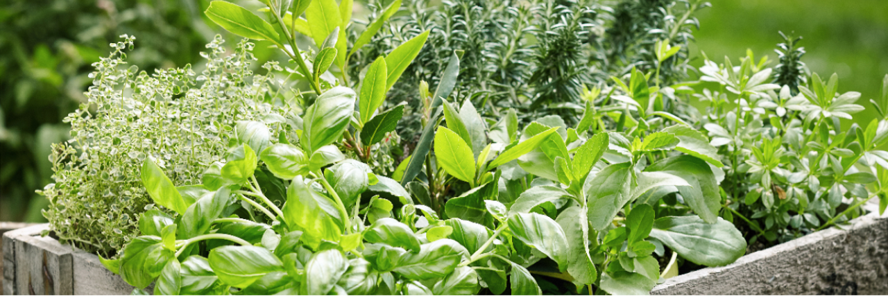 Kräutern | Gartencenter Schmitz