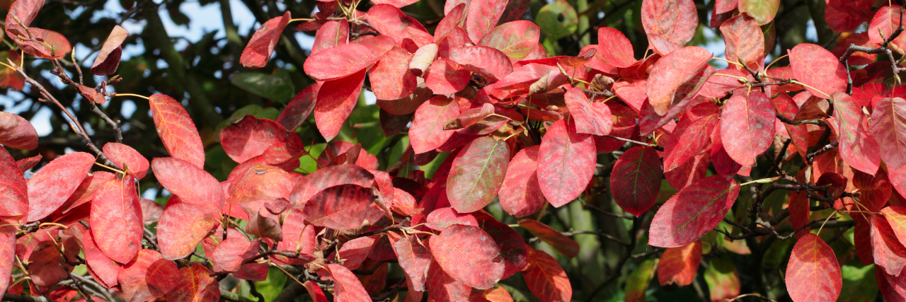 Die schönsten Gehölze für den goldenen Herbst