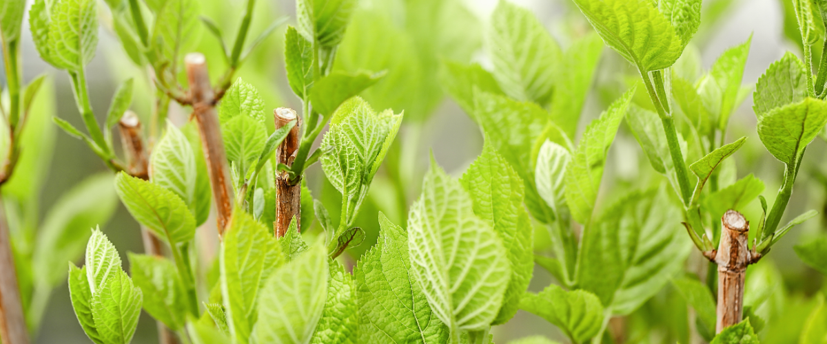 Machen Sie Ihren Garten frühlingsfit! Beginnen Sie im März mit Schneiden und Düngen. Unser Gartencenter unterstützt Sie dabei.