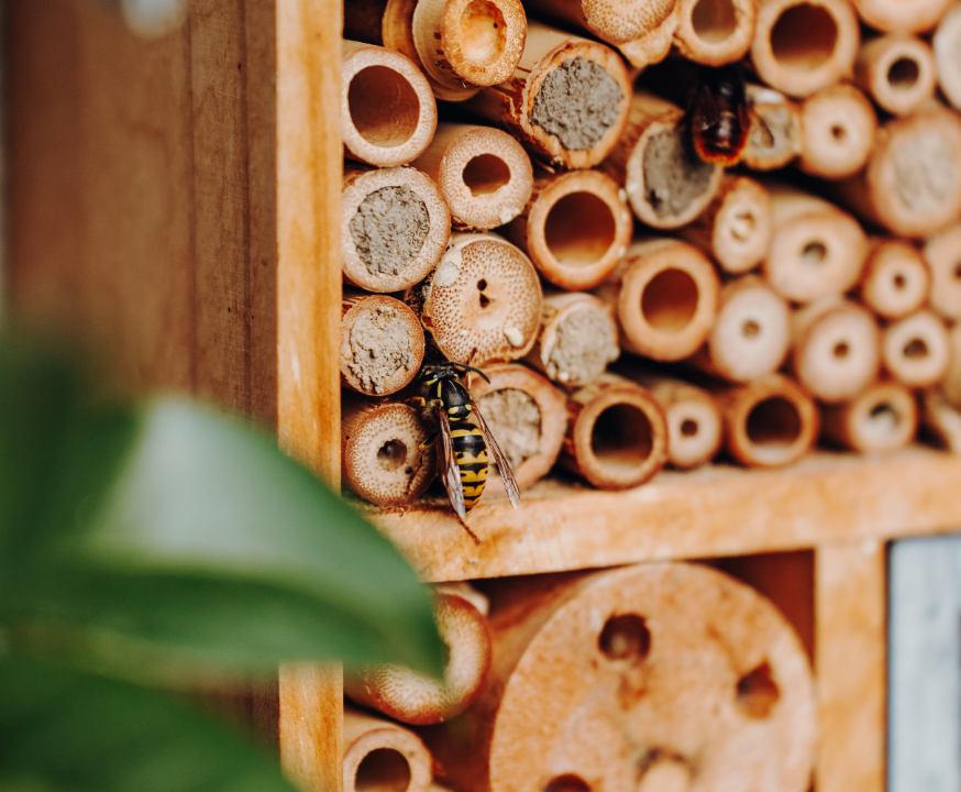 Insecten en andere tuindieren | Tuincentrum Schmitz