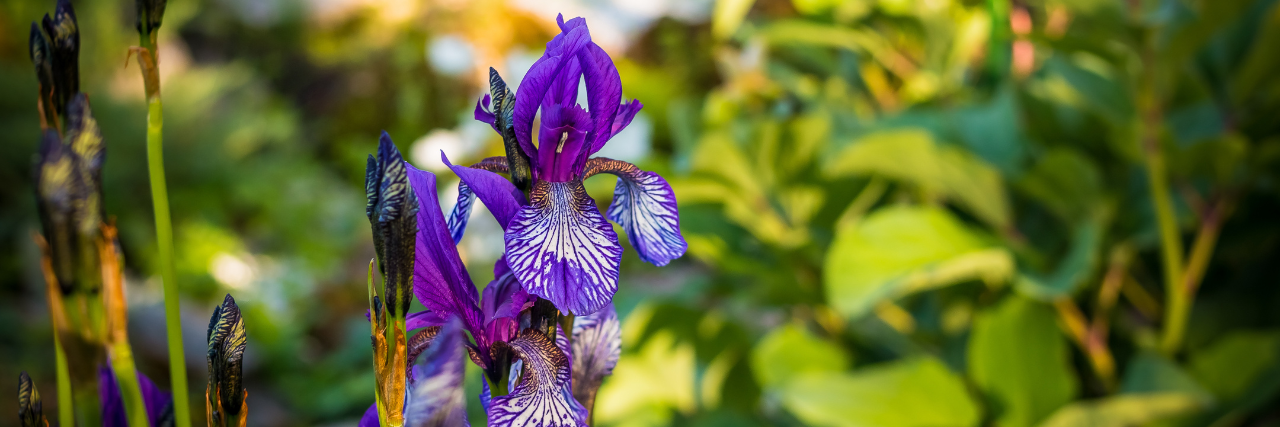 Iris Siberica | Gartencenter Schmitz