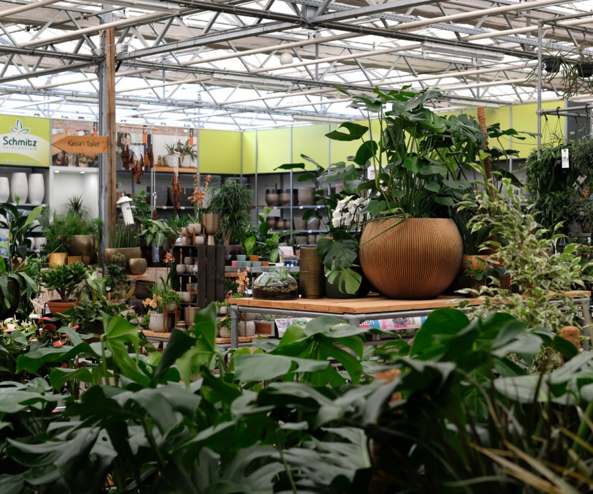 Kamerplanten kopen? U doet het bij tuincentrum Schmitz in Vlodrop, nabij Roermond!