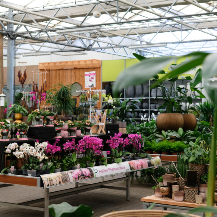 Kamerplanten kopen? U doet het bij tuincentrum Schmitz in Vlodrop, nabij Roermond!