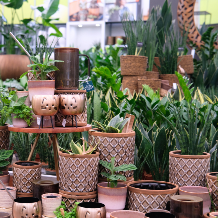 Kamerplanten kopen? U doet het bij tuincentrum Schmitz in Vlodrop, nabij Roermond!