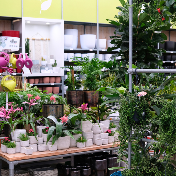 Kamerplant kopen? U doet het bij tuincentrum Schmitz in Vlodrop, nabij Roermond!