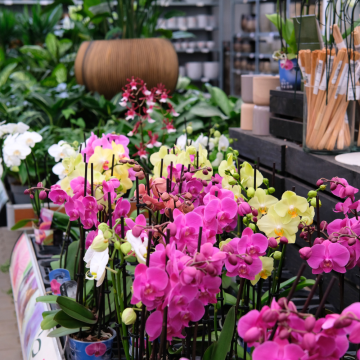 Kamerplanten kopen? U doet het bij tuincentrum Schmitz in Vlodrop, nabij Roermond!