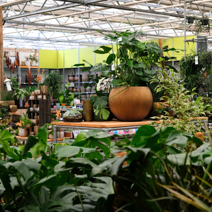 Kamerplanten kopen? U doet het bij tuincentrum Schmitz in Vlodrop, nabij Roermond!