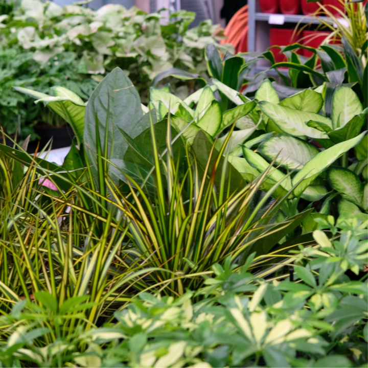 Kamerplanten kopen? U doet het bij tuincentrum Schmitz in Vlodrop, nabij Roermond!