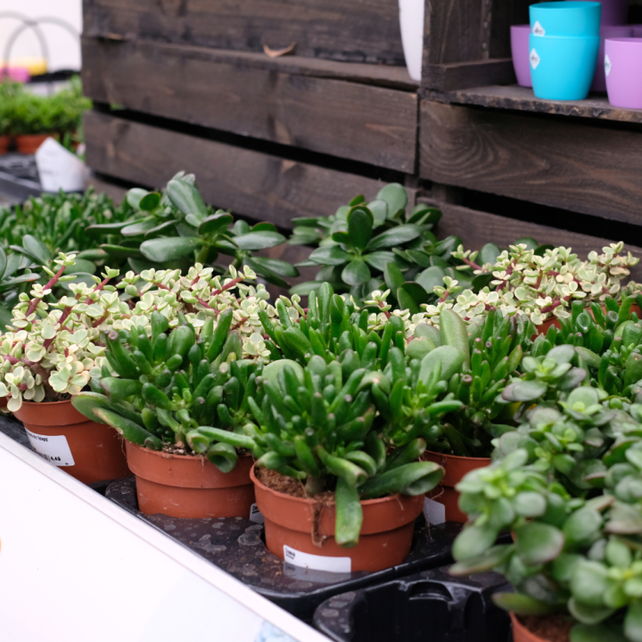 Cactus en vetplant kopen | Tuincentrum Schmitz Cactus en vetplant kopen | Tuincentrum Schmitz