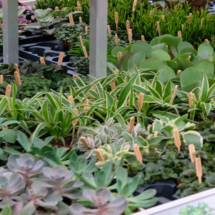 Mini plantjes online kopen | Tuincentrum Schmitz