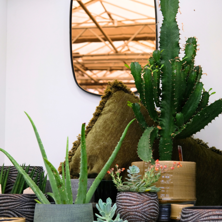 Cactus en vetplant kopen | Tuincentrum Schmitz Cactus en vetplant kopen | Tuincentrum Schmitz