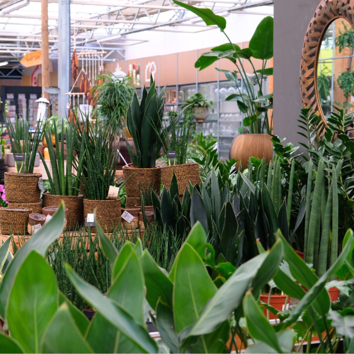 Kamerplanten kopen? U doet het bij tuincentrum Schmitz in Vlodrop, nabij Roermond! Kamerplanten kopen? U doet het bij tuincentrum Schmitz in Vlodrop, nabij Roermond!