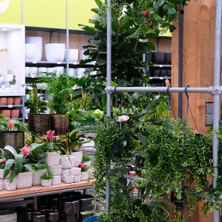 Hangplant shoppen bij tuincentrum Schmitz! Hangplant shoppen bij tuincentrum Schmitz!