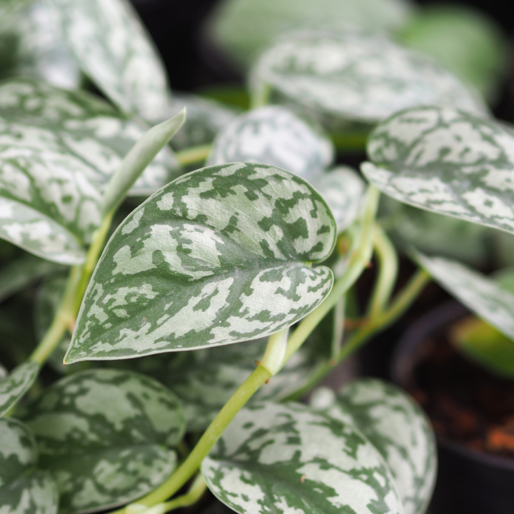 Hangplant kopen | Tuincentrum Schmitz Hangplant kopen | Tuincentrum Schmitz