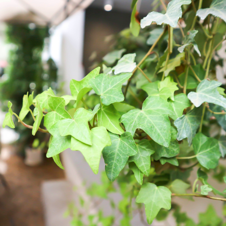 Hangplant kopen | Tuincentrum Schmitz Hangplant kopen | Tuincentrum Schmitz