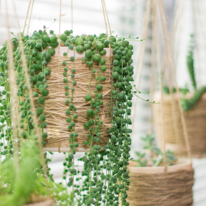 Hangplant shoppen bij tuincentrum Schmitz! Hangplant shoppen bij tuincentrum Schmitz!