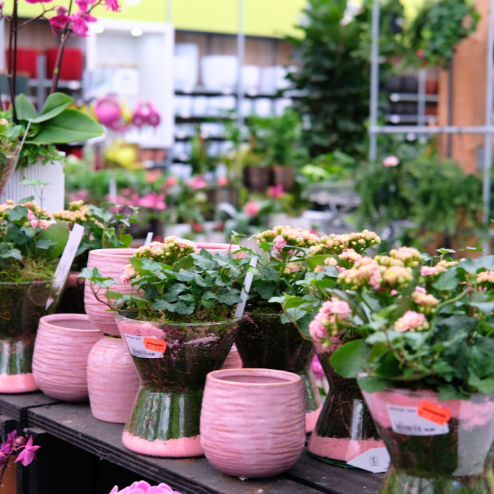 Kamerplanten kopen? U doet het bij tuincentrum Schmitz in Vlodrop, nabij Roermond! Kamerplanten kopen? U doet het bij tuincentrum Schmitz in Vlodrop, nabij Roermond!
