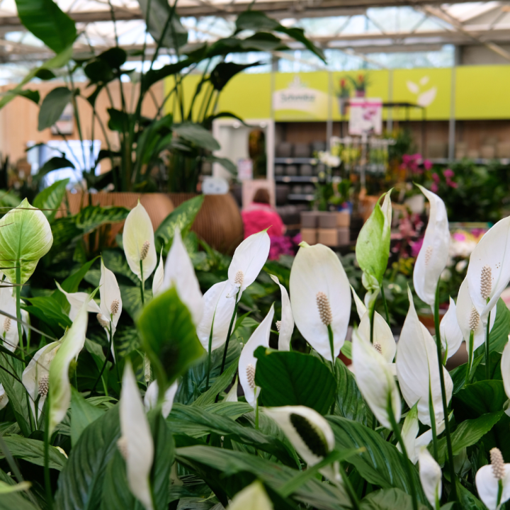 Kamerplanten kopen? U doet het bij tuincentrum Schmitz in Vlodrop, nabij Roermond! Kamerplanten kopen? U doet het bij tuincentrum Schmitz in Vlodrop, nabij Roermond!